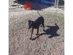 Betty Labrador Retriever Young Female