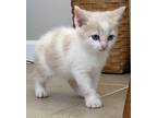 Pippa Domestic Shorthair Kitten Female