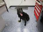 Ricky Labrador Retriever Adult Male