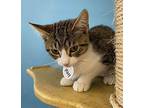 Mary Domestic Shorthair Kitten Female