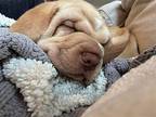 Annie Shar Pei Puppy Female