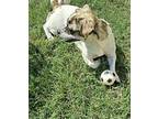 Misty Pug Young Female