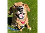 Stephanie Golden Retriever Adult Female