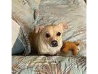 Libby Chihuahua Adult Female