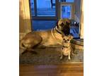 BRUCE Bullmastiff Adult Male