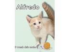 Alfredo Domestic Shorthair Kitten Male