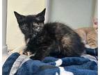 Parmesan Domestic Shorthair Kitten Female