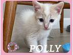 Polly Domestic Shorthair Kitten Female