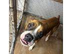 Paris Boxer Adult Female