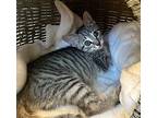 Wyoming Domestic Shorthair Kitten Female