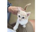 Penni Domestic Shorthair Kitten Female