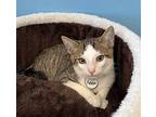 Kaian Domestic Shorthair Kitten Male
