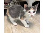 Gouda Domestic Shorthair Kitten Female