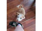 Athena Pointer Puppy Female
