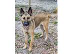 Hilda German Shepherd Dog Young Female