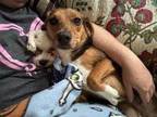 Nibbles Beagle Young Female