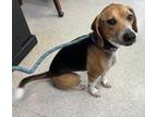Stella Beagle Adult Female