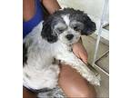 Gilmore Lhasa Apso Adult Male