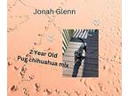 Jonah Glenn Chihuahua Adult Male