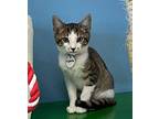 Elizabeth Domestic Shorthair Kitten Female