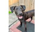 Finn Labrador Retriever Young Male