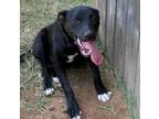 Adopt Gemma a Labrador Retriever, Mixed Breed