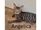 Adopt Angelica a Tabby, Domestic Medium Hair