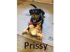 Adopt Prissy a Shepherd, Mountain Cur