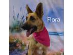 Adopt Flora a Shepherd
