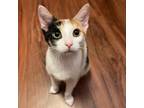 Adopt Smores a Domestic Short Hair, Manx