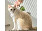 Adopt Gypsy a Siamese
