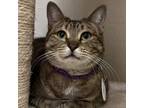 Adopt Cheese Curd a Domestic Short Hair