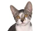 Adopt Karma a American Shorthair