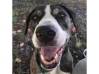 Adopt Kora a American Staffordshire Terrier, Mixed Breed