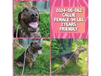 Adopt 2024-06-062 *Callie* a Great Dane