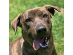 Adopt Bailey a Plott Hound, Mixed Breed