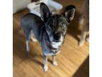 Adopt June a Husky, Shepherd