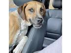 Adopt Makin a Labrador Retriever, Pointer