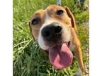 Adopt Nile a Labrador Retriever, American Staffordshire Terrier