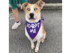 Adopt River a Terrier, Husky