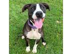 Adopt Reighlynn a American Staffordshire Terrier, Labrador Retriever