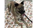 Adopt Fraya a Husky, Mixed Breed