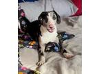 Adopt Mabel - Fostered in SE Nebraska a Australian Shepherd
