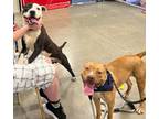 Adopt Annie a Pit Bull Terrier