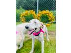 Adopt Summer a Poodle