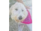 Adopt Autumn a Poodle