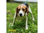 Adopt Banjo a Beagle
