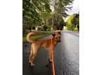 Adopt Luanne a Terrier