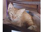 Adopt Cayenne a Domestic Short Hair, Tabby