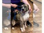 Bullboxer Pit DOG FOR ADOPTION RGADN-1087573 - Barbie - Boxer / Pit Bull Terrier